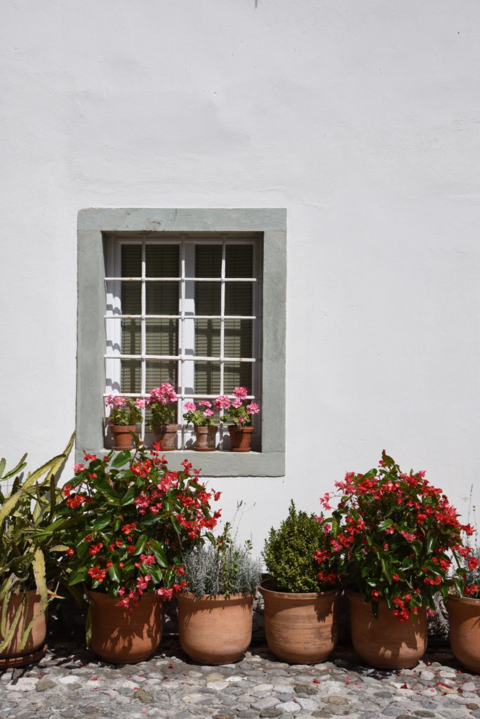 plants in front of wall with window