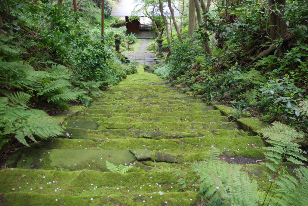 moss covered stairs