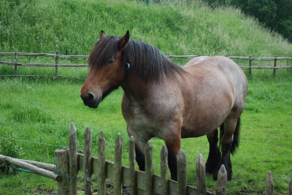 Belgian horse