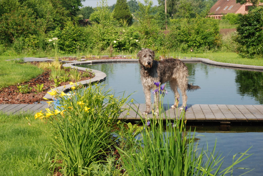 dog on bridge on swimming pond